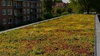 sedum dakbedekking