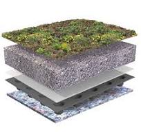 dak sedum