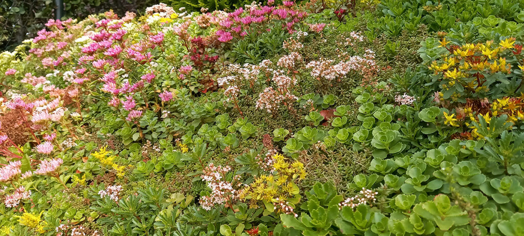 sedum op bestaand plat dak