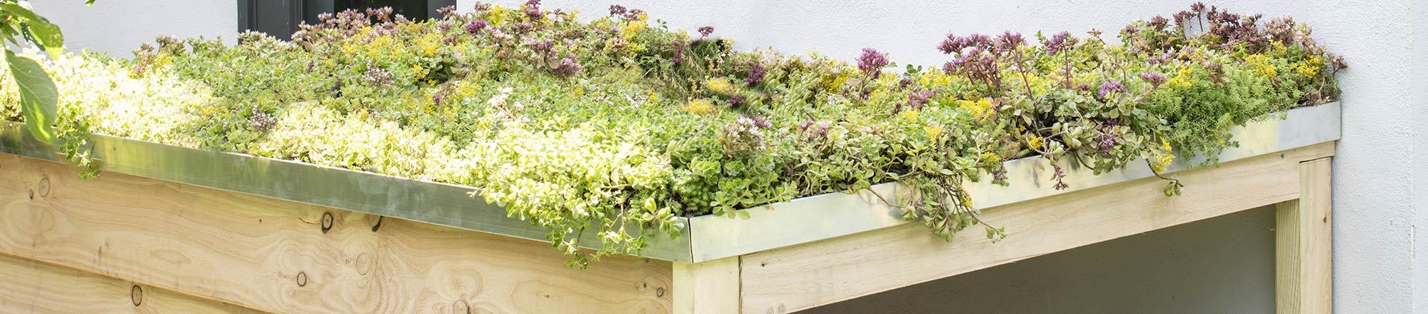 groen sedum dak
